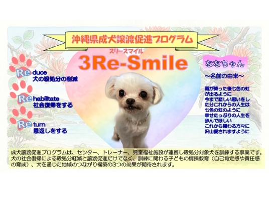 成犬譲渡促進プログラム　なな