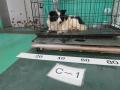 6/12　雑種(金武町)　C-1