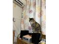 6/22＿No.67　雑種(那覇市)