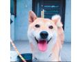7/2＿No.63　柴犬(宜野湾市)