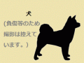 7/2　ピットブル系(沖縄市)　K-1