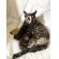 7/3＿No.78　雑種(北谷町)