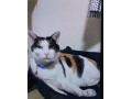 7/21＿No.93　雑種(那覇市)