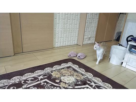 枚目写真