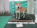 7/23　柴犬(沖縄市)　C-1