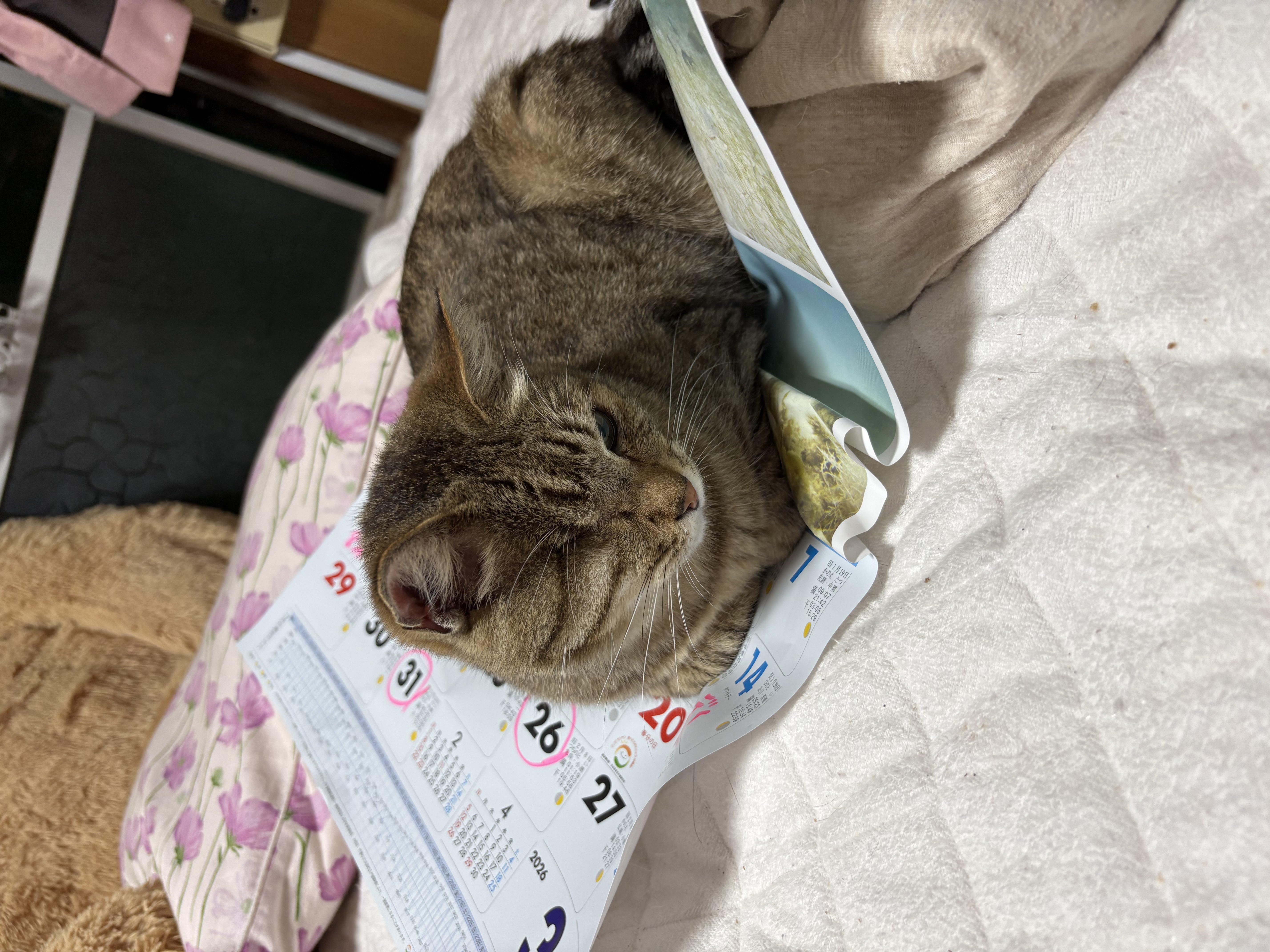 7/27＿No.99　雑種(那覇市)