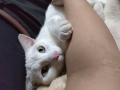 8/4＿No.109　雑種(うるま市)