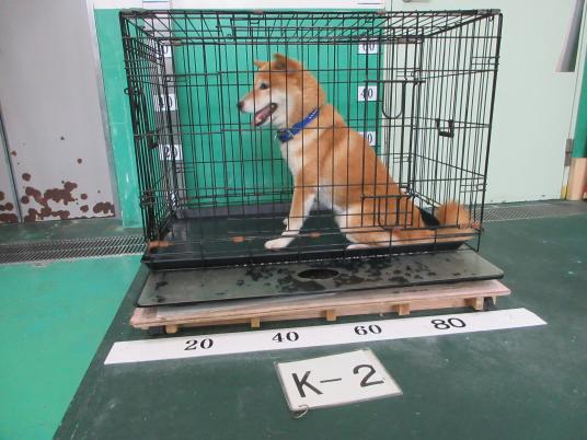 枚目写真