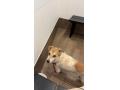 8/19＿No.103　ビーグル犬系(那覇市)