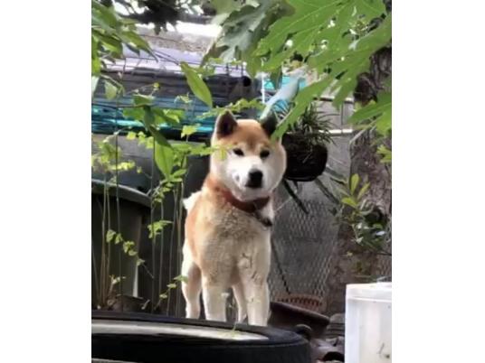 枚目写真