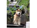 8/19＿No.101　柴犬(糸満市)