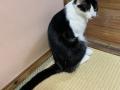 9/14＿No.139　雑種(沖縄市)