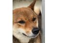 9/24＿No.143　柴犬(うるま市)