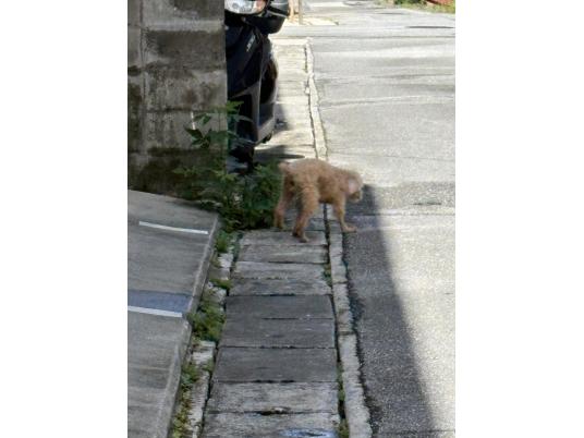 枚目写真