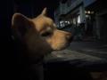 10/13＿No.257　柴犬系(名護市)