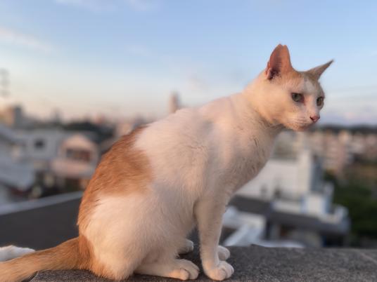 枚目写真