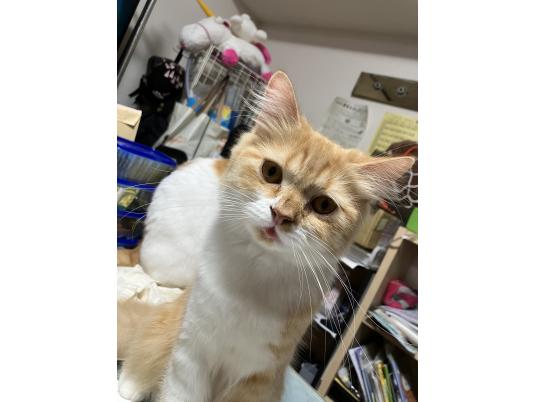 2枚目写真