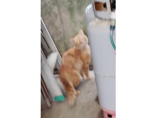 2枚目写真
