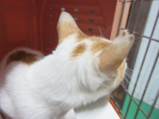 2枚目写真