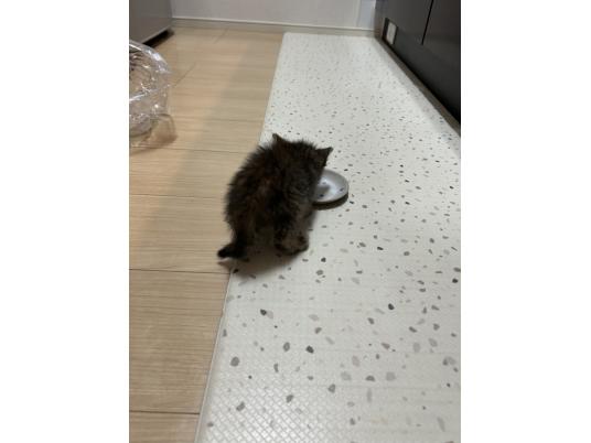 2枚目写真