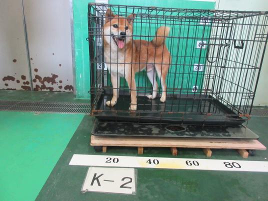 2枚目写真