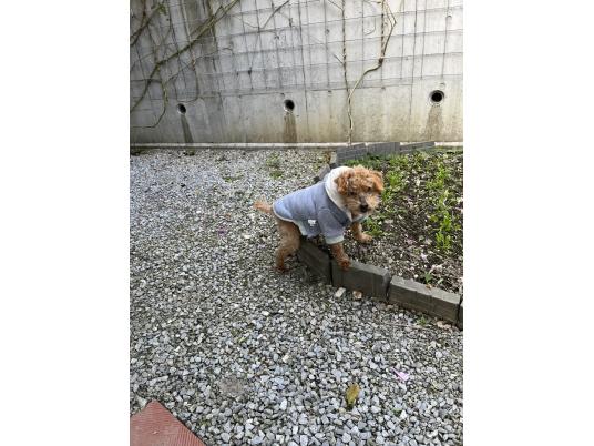 2枚目写真