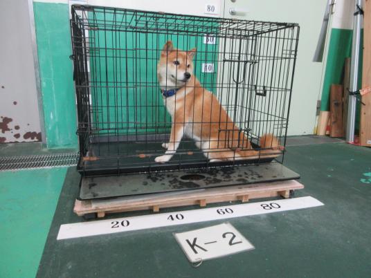 2枚目写真