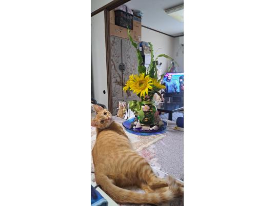 2枚目写真