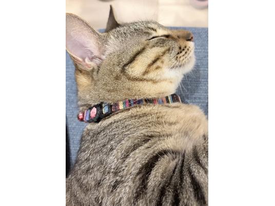 2枚目写真