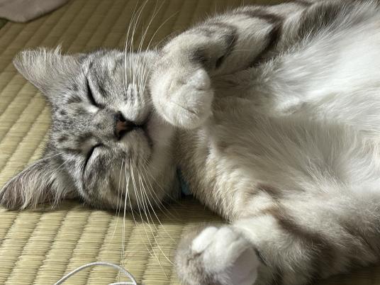 3枚目写真