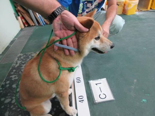 3枚目写真