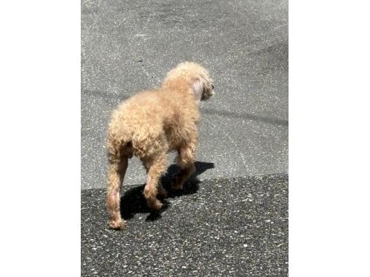 3枚目写真