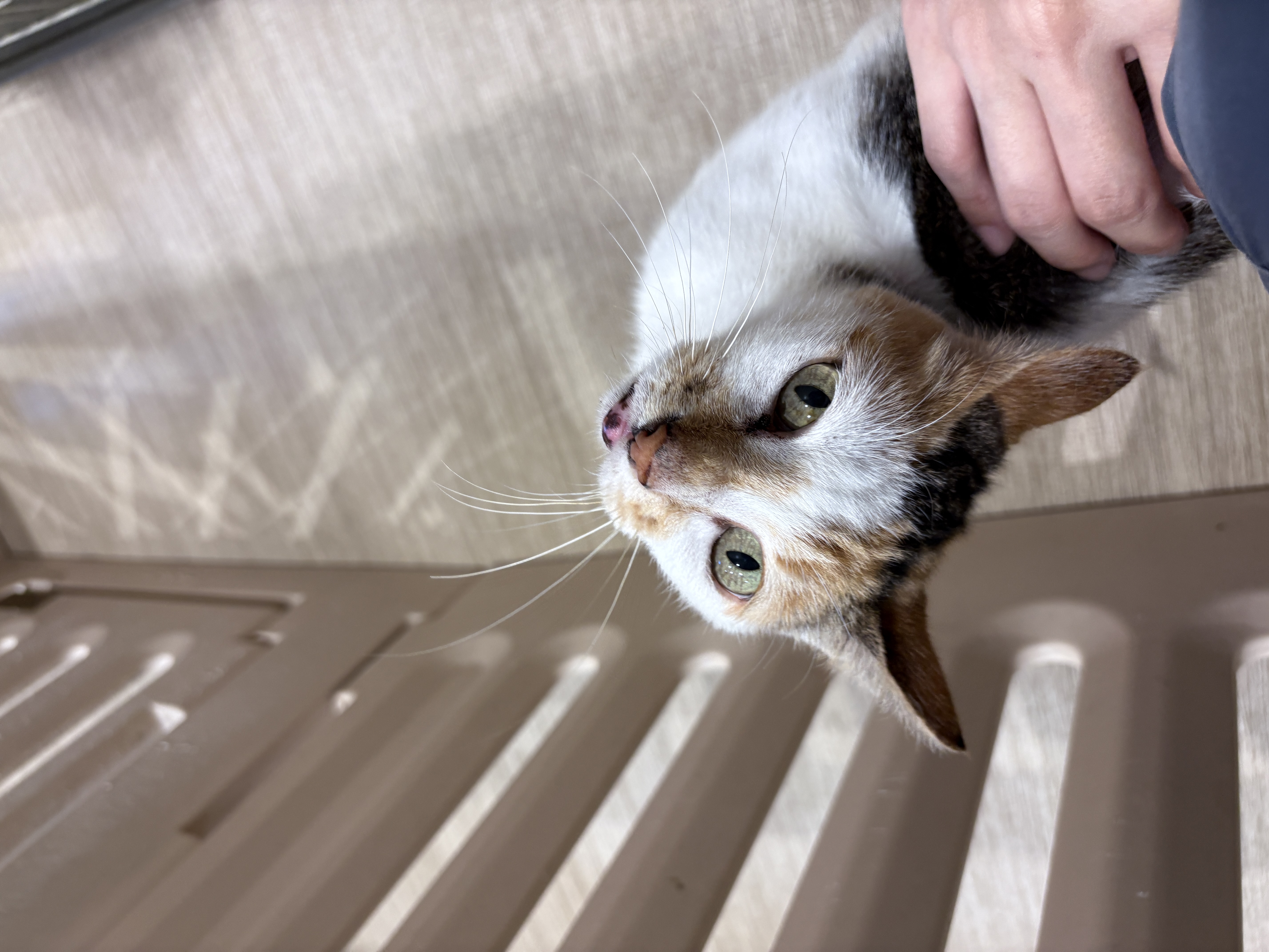 4枚目写真