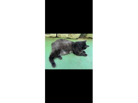 4枚目写真
